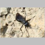 Anoplius concinnus - Wegwespe w02a 10mm OS-Hollage-Lehmgrube-det.jpg